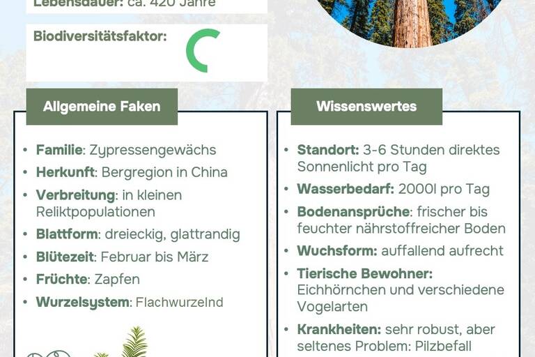 Ein Steckbrief, über den Urwelt-Mammutbaum, der allgemeine Fakten sowie Wissenswertes zum Baum gibt.